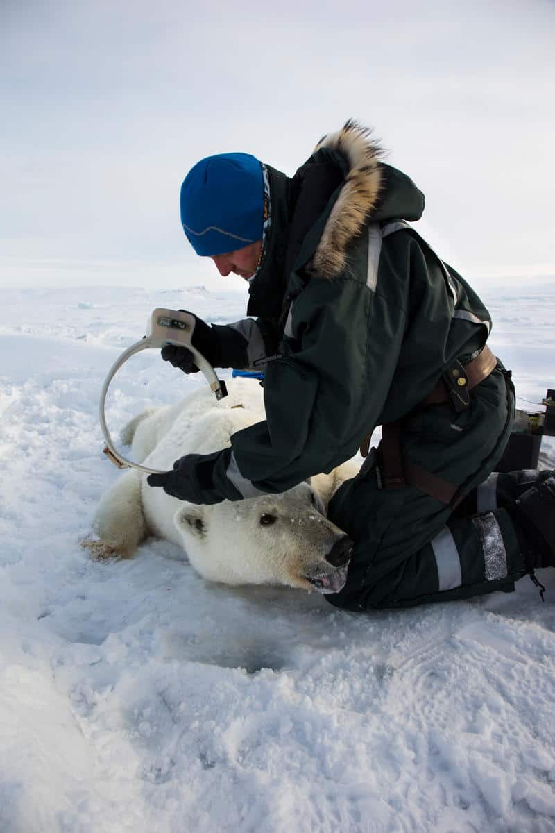 Betäubter Eisbär bekommt GPS-Halsband, © by Canon / Brutus Östling / WWF-Sweden