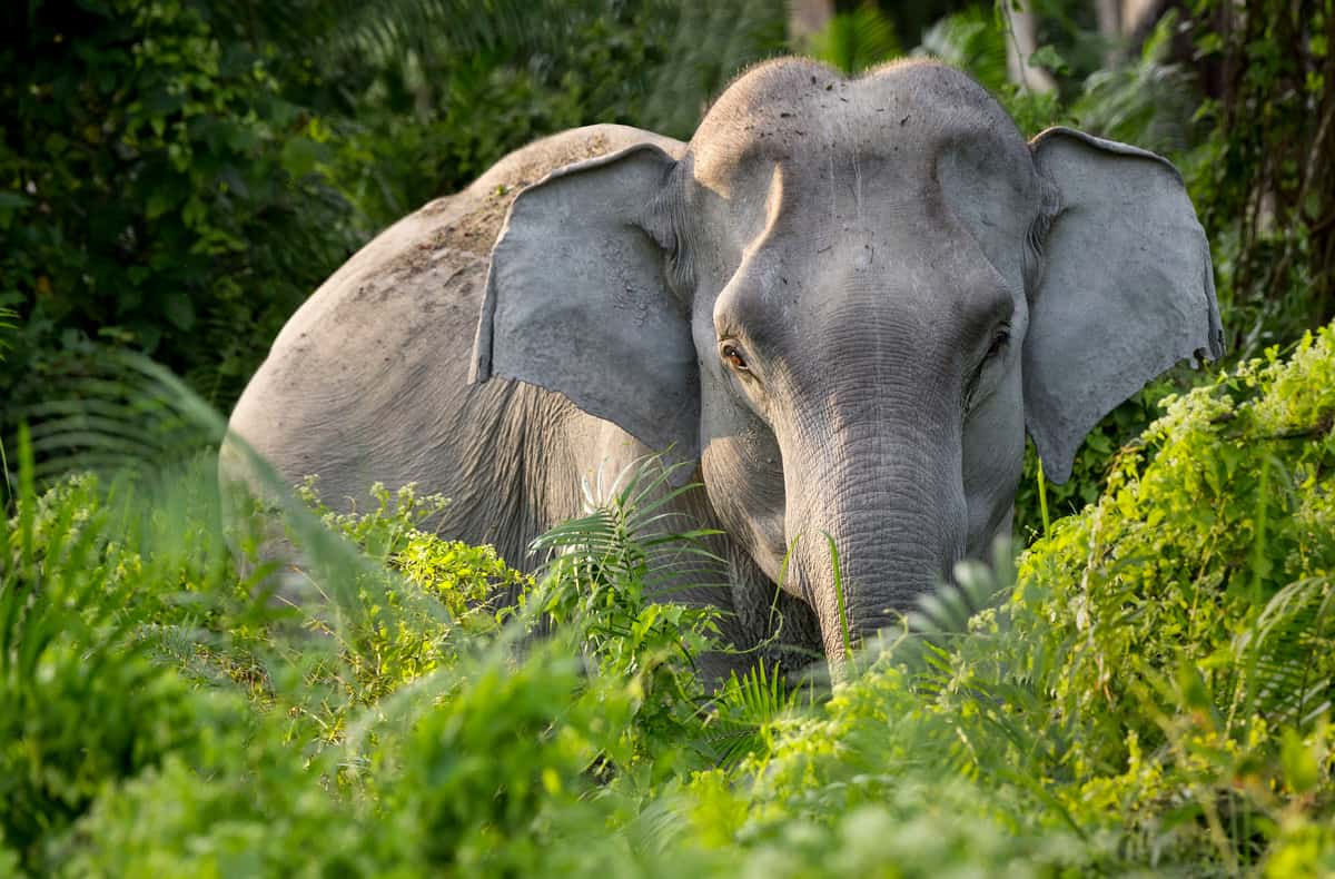 Asiatischer Elefant, © by Richard Barrett / WWF-UK