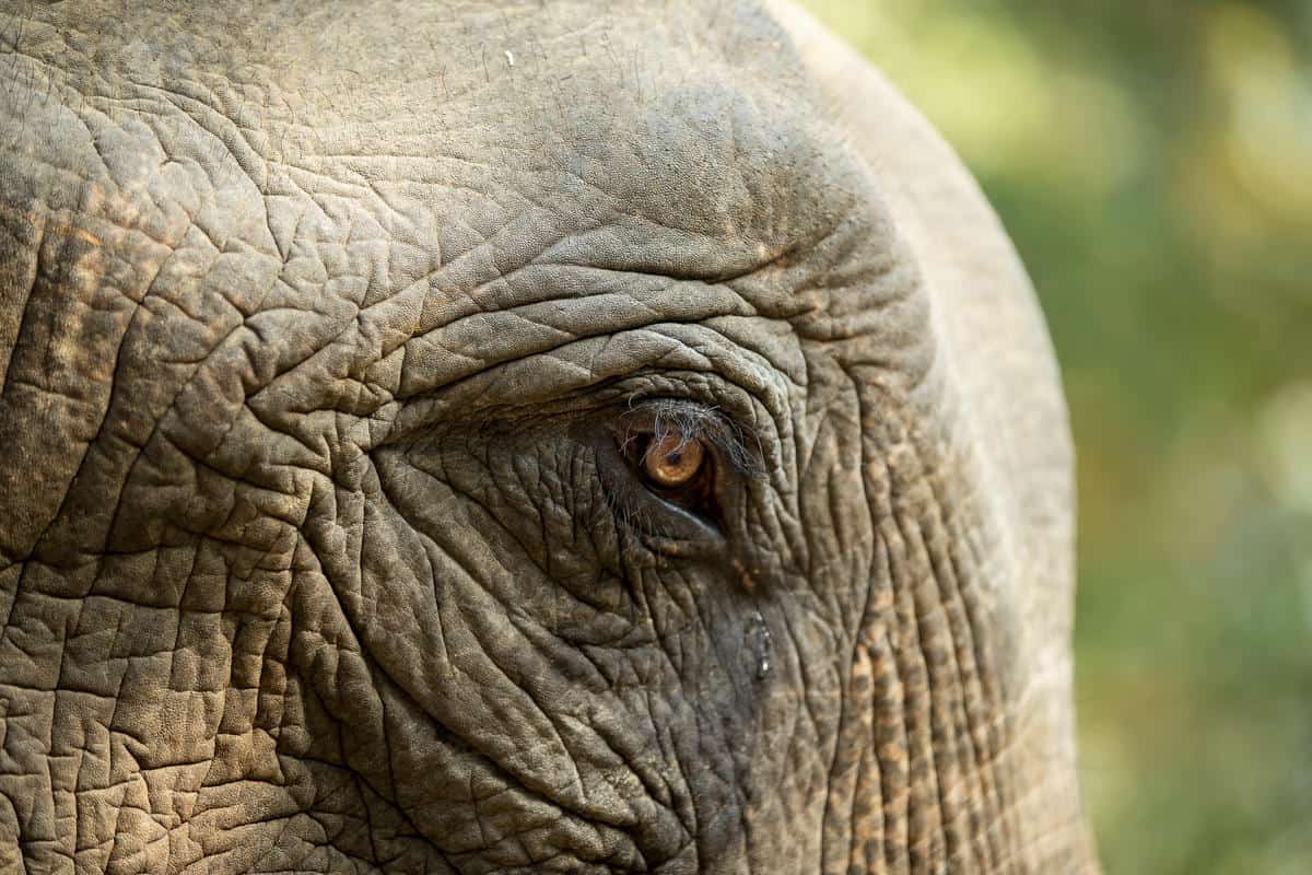 Asiatischer Elefant (c) Julia Thiemann / WWF-Germany