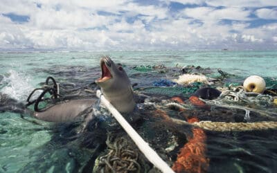 Bild der Woche: Geisternetze, unbeachtete Todesfalle