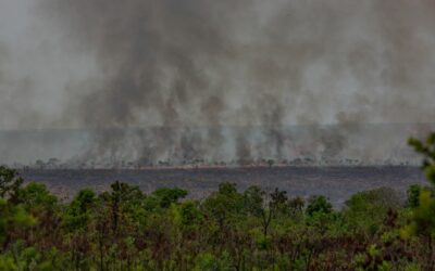 Lebensmittelhandel unterstützt WWF-Forderung nach Entwaldungstopp