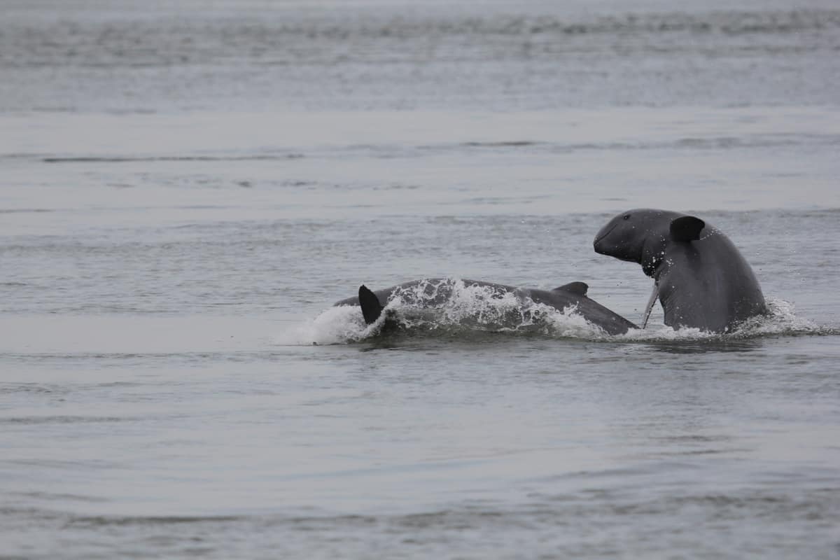 Zwei der letzten Irawadi Delfine im Mekong., © by Gerry Ryan / WWF-Greater Mekong 