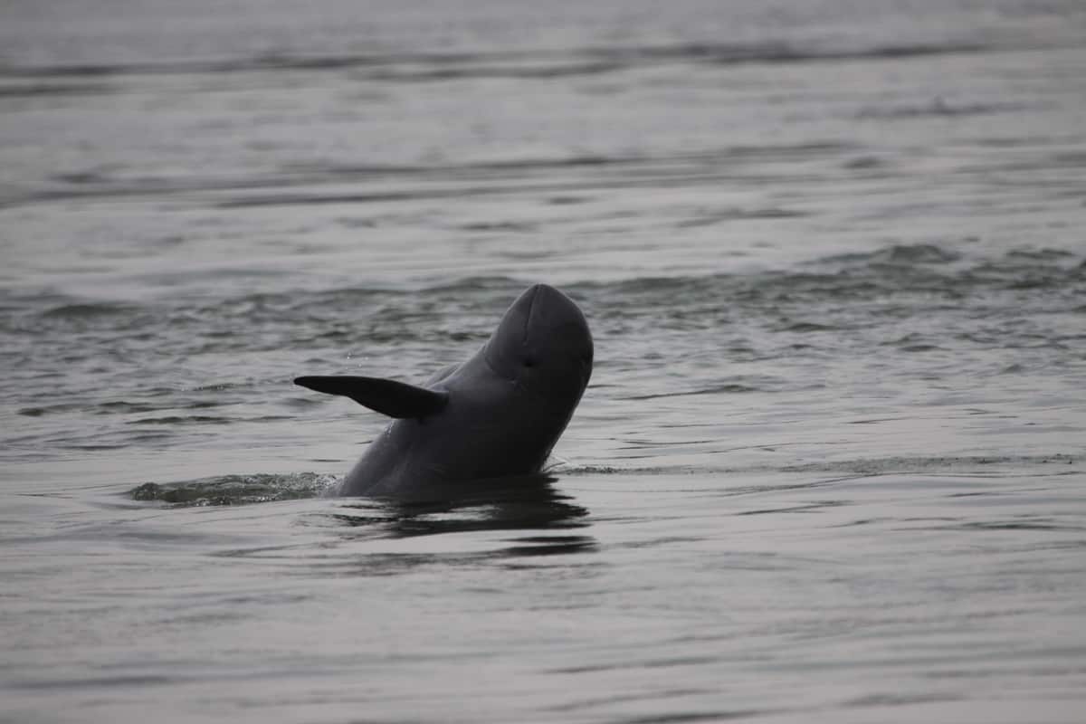 Der Irawadi Delfin ist streng genommen gar kein Flussdelfin, © by Tan Someth Bunwath / WWF-Greater Mekong 