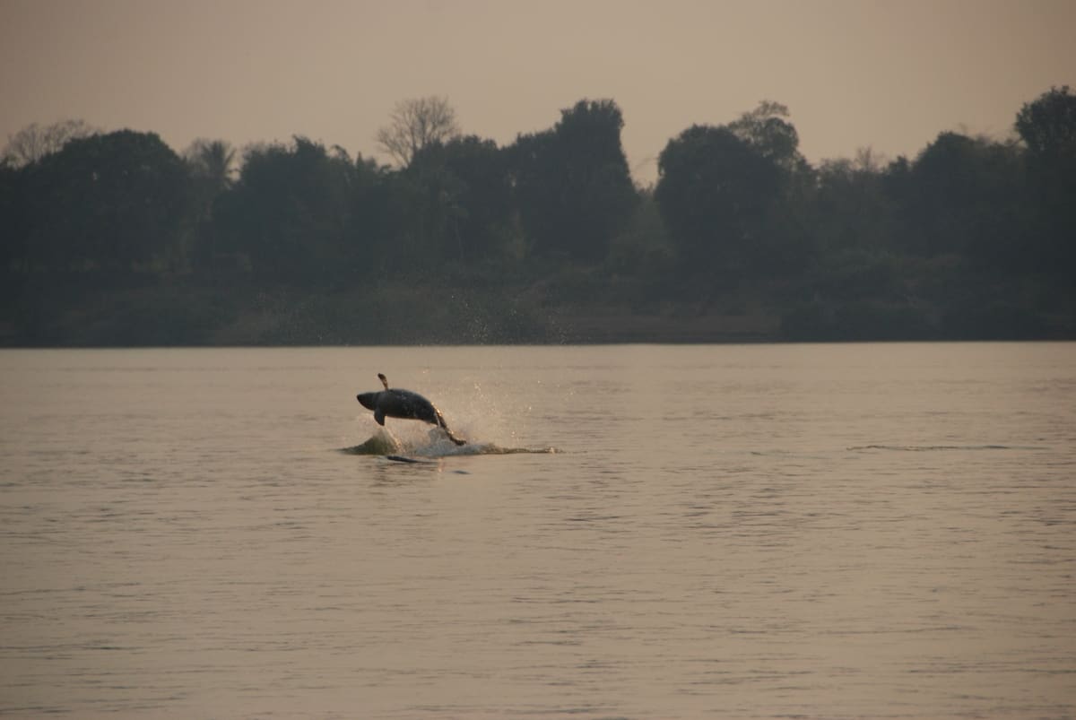 Seltene Aufnahme eines springenden Irawadi Delfins im Mekong., © by Gerry Ryan / WWF-Greater Mekong 