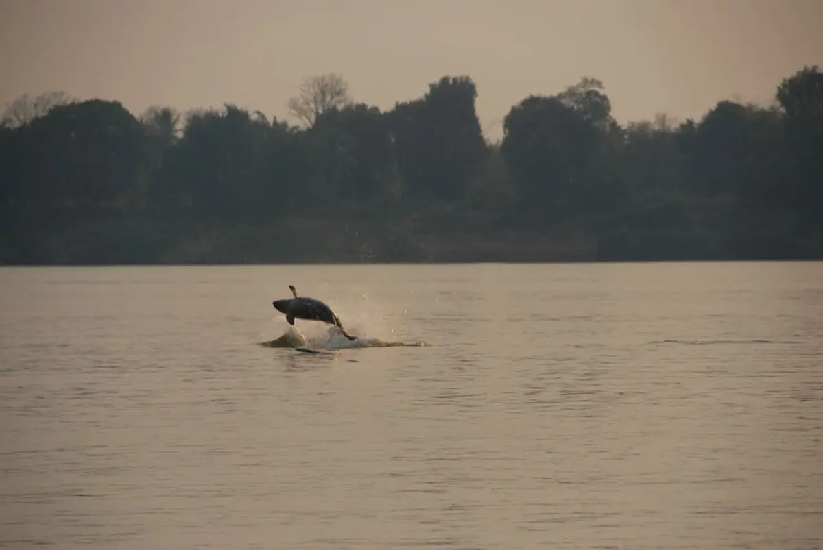 Seltene Aufnahme eines springenden Irawadi Delfins im Mekong., © by Gerry Ryan / WWF-Greater Mekong Seltene Aufnahme eines springenden Irawadi Delfins im Mekong., © by Gerry Ryan / WWF-Greater Mekong
