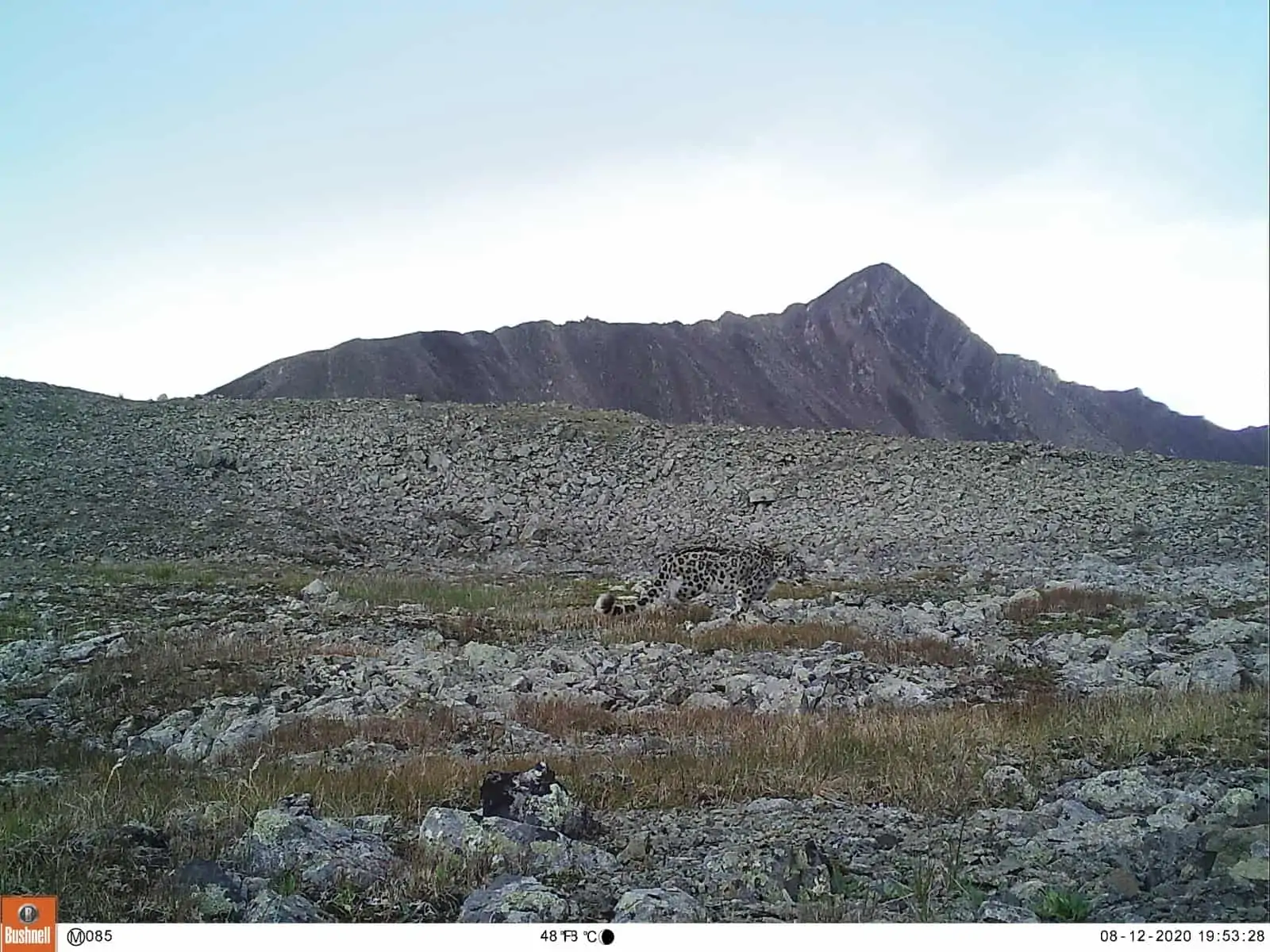Schneeleoparden erstmals so weit im Nordosten der Mongolei nachgewiesen, © by WWF Mongolei Schneeleoparden erstmals so weit im Nordosten der Mongolei nachgewiesen, © by WWF Mongolei