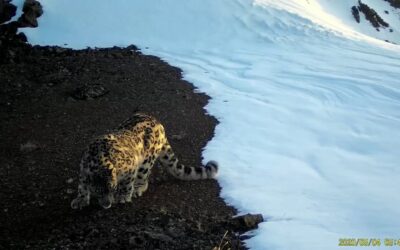 Video: Schneeleoparden in der Mongolei gesichtet!
