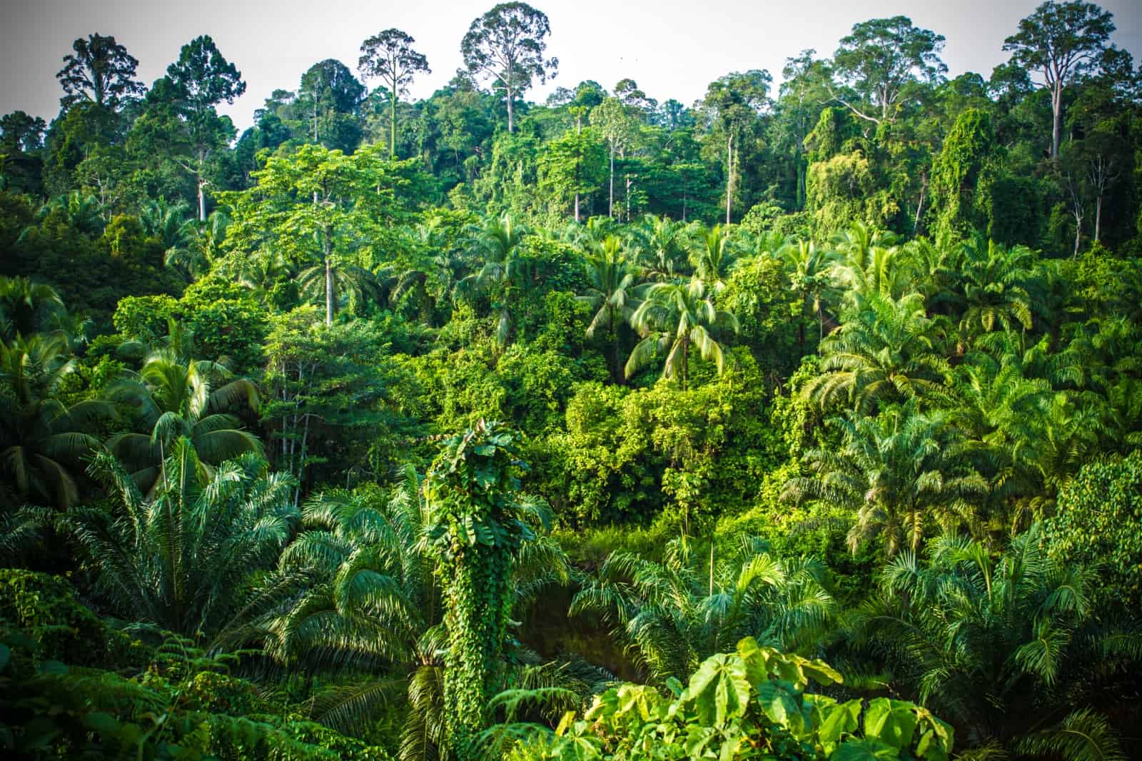 Regenwald auf Borneo: Der WWF setzt sich für mehr Schutzgebiete ein, © by J.Bours/WWF-NL
