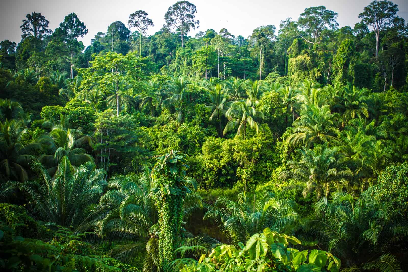 Regenwald auf Borneo: Der WWF setzt sich für mehr Schutzgebiete ein, © by J.Bours/WWF-NL Regenwald auf Borneo: Der WWF setzt sich für mehr Schutzgebiete ein, © by J.Bours/WWF-NL