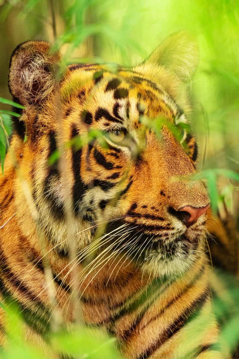 Tiger versteckt sich im Gebüsch - Nationalpark "Tadoba Andhari Tiger Reserve" (Indien), © by Narayanan Iyer (Naresh) / WWF-International