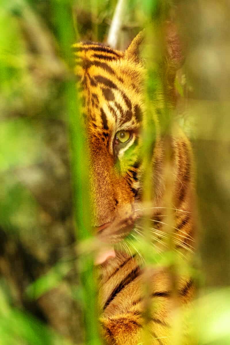 Dieses Foto entstand nach dem Lockdown 2020. Tiger im Nationalpark "Tadoba Andhari Tiger Reserve" (Indien), © by Narayanan Iyer (Naresh) / WWF-International