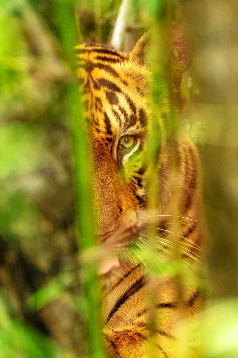 Dieses Foto entstand nach dem Lockdown 2020. Tiger im Nationalpark "Tadoba Andhari Tiger Reserve" (Indien), © by Narayanan Iyer (Naresh) / WWF-International Dieses Foto entstand nach dem Lockdown 2020. Tiger im Nationalpark "Tadoba Andhari Tiger Reserve" (Indien), © by Narayanan Iyer (Naresh) / WWF-International