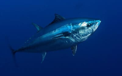 Die Lösung: Schonende Fischerei