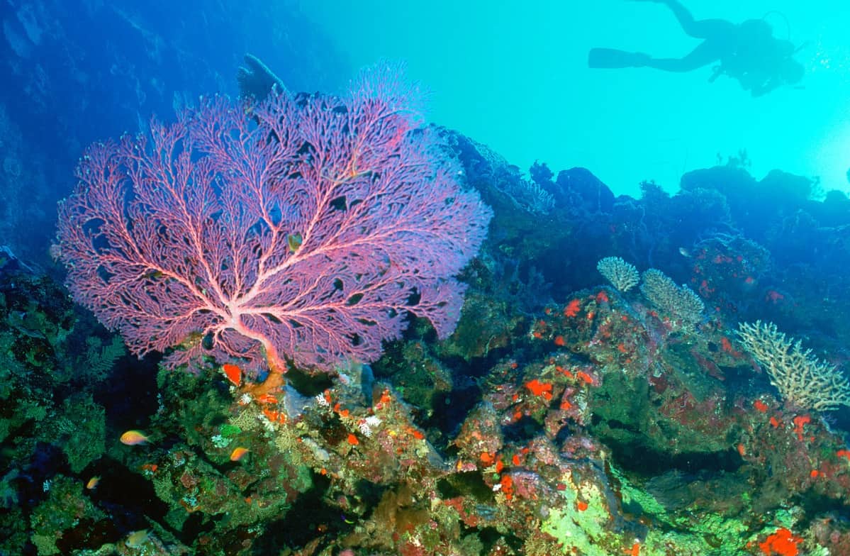 Zeichen von Korallenbleiche - Neukaledonisches Barriereriff (Frankreich), © by Roger Leguen / WWF