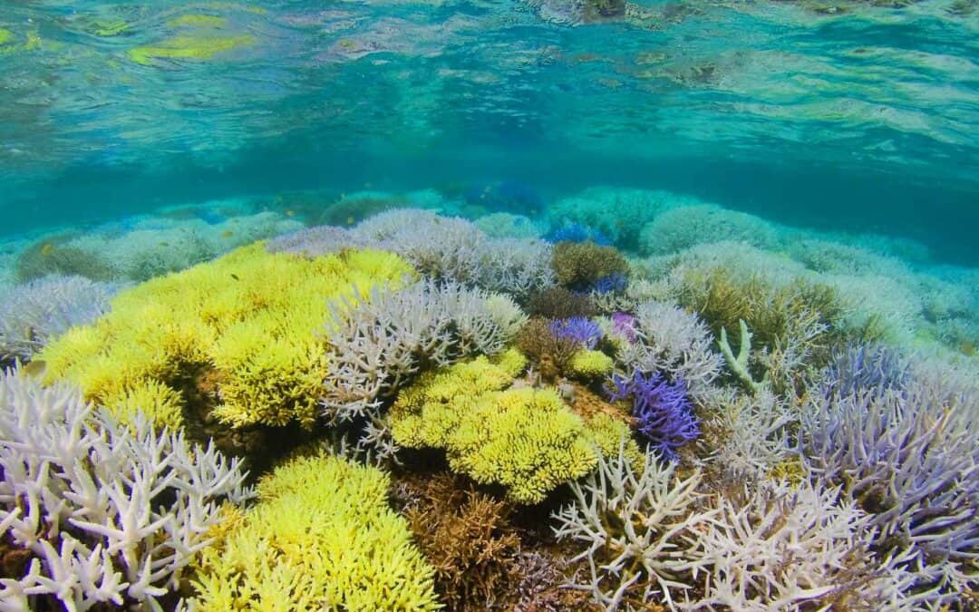 Warum leuchten Korallen?