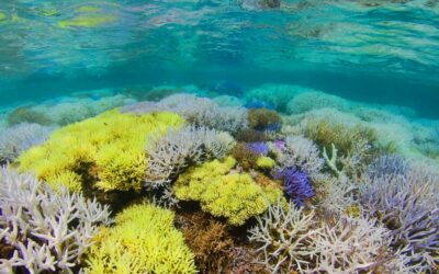 TEAM PANDA wills wissen: Warum leuchten Korallen?