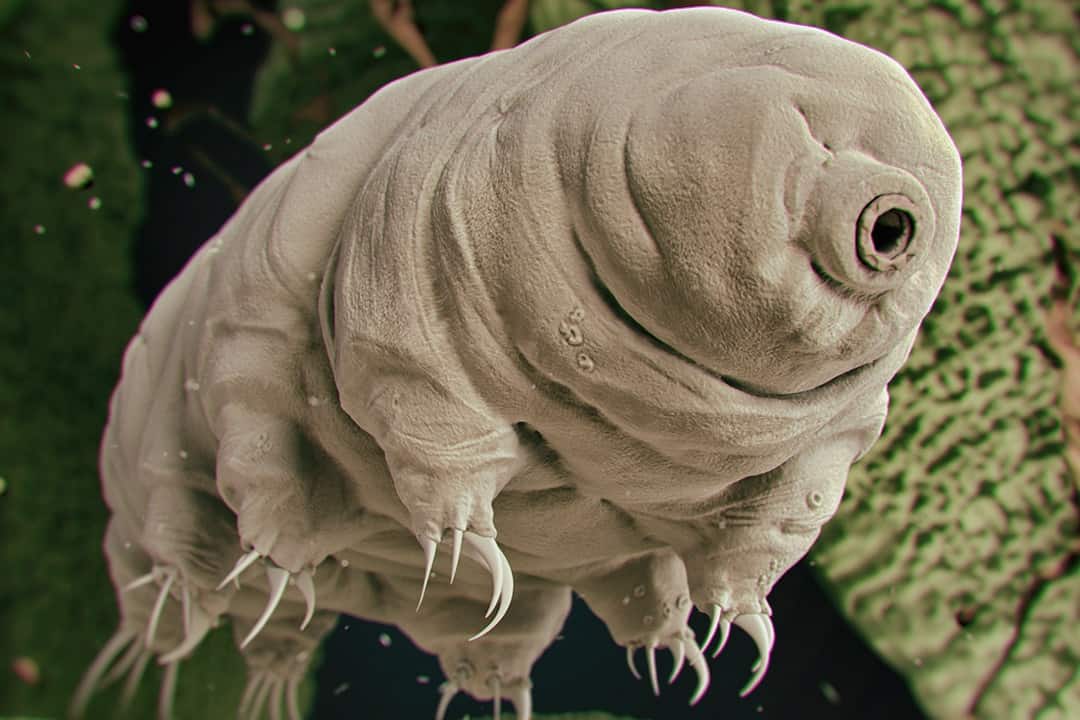 Ein Bärtierchen-Art unter dem Mikroskop, © by Shutterstock/3DStock/WWF