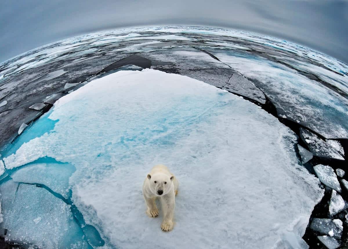 Ein Eisbär auf einer Scholle, © by naturepl.com/Andy Rouse/WWF Ein Eisbär auf einer Scholle, © by naturepl.com/Andy Rouse/WWF