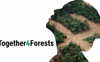 Rekord-Beteiligung: Mehr als eine Million Menschen fordern starkes EU-Gesetz gegen Entwaldung