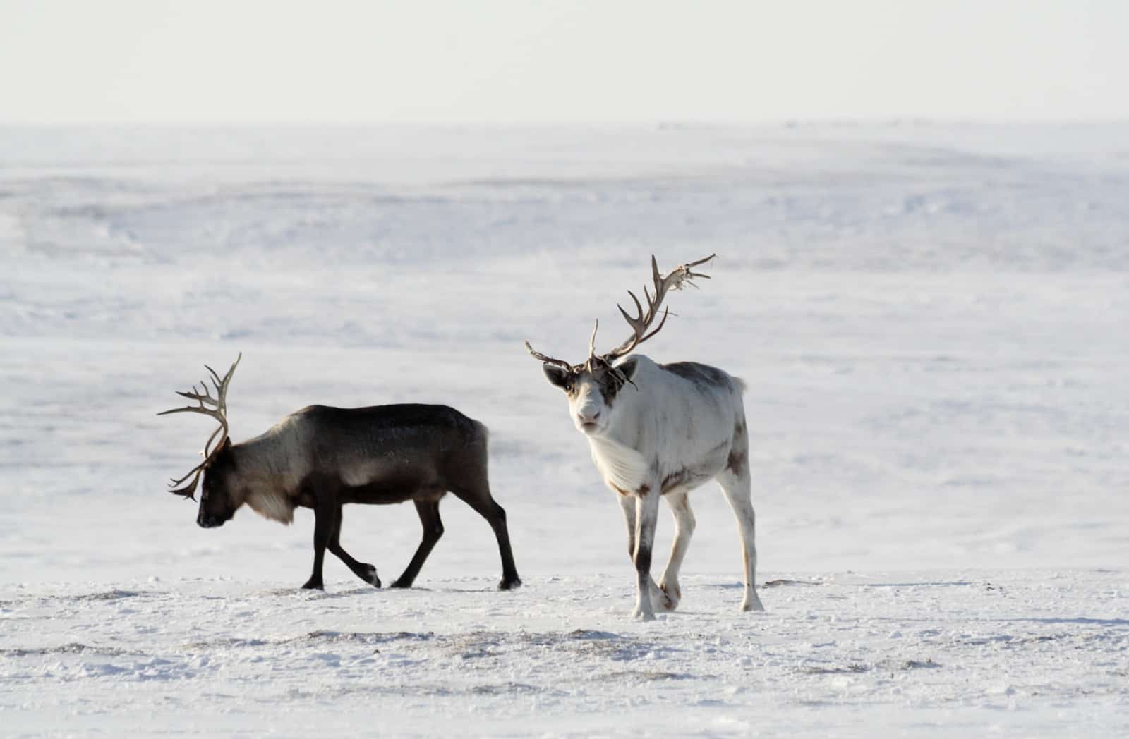 Rentiere im Schnee, © by D. Deshevykh / WWF-Russland