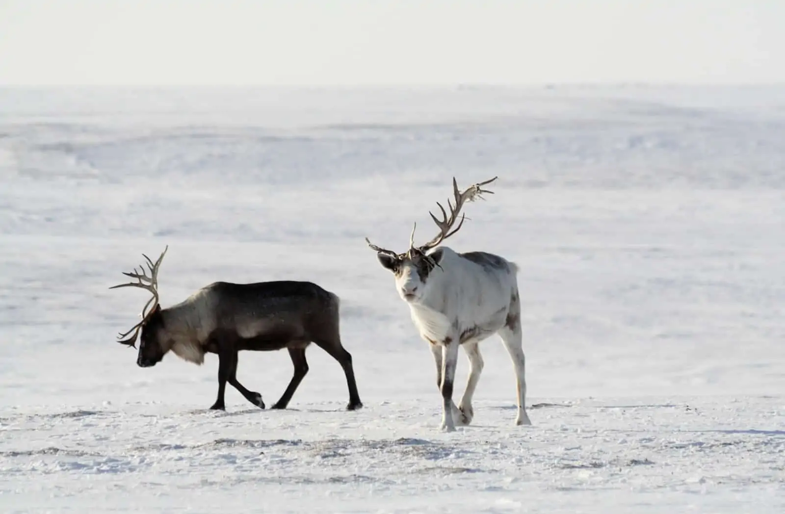 Rentiere im Schnee, © by D. Deshevykh / WWF-Russland Rentiere im Schnee, © by D. Deshevykh / WWF-Russland