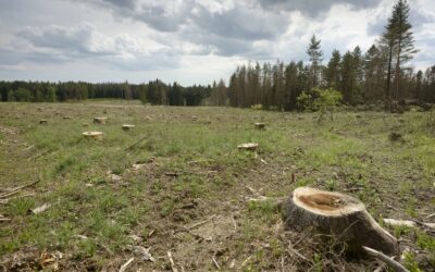 Klimakrise: WWF fordert Trendwende in der Waldbewirtschaftung