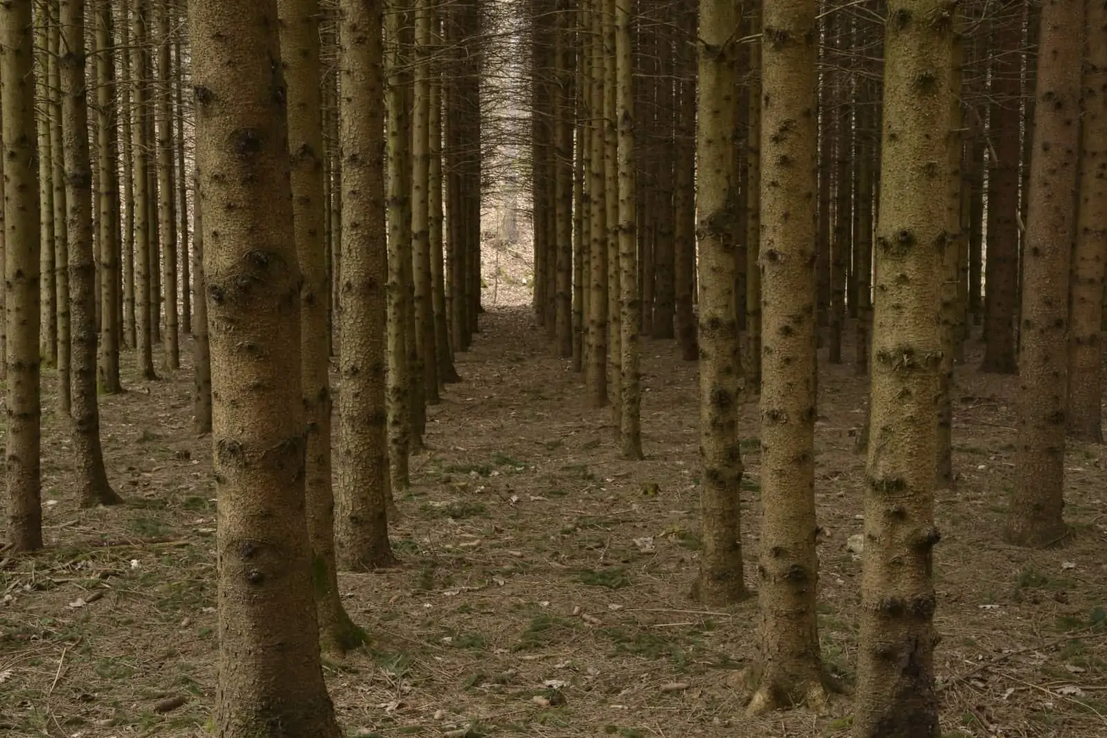 Monokultur, © by Schickhofer Monokultur, © by Schickhofer