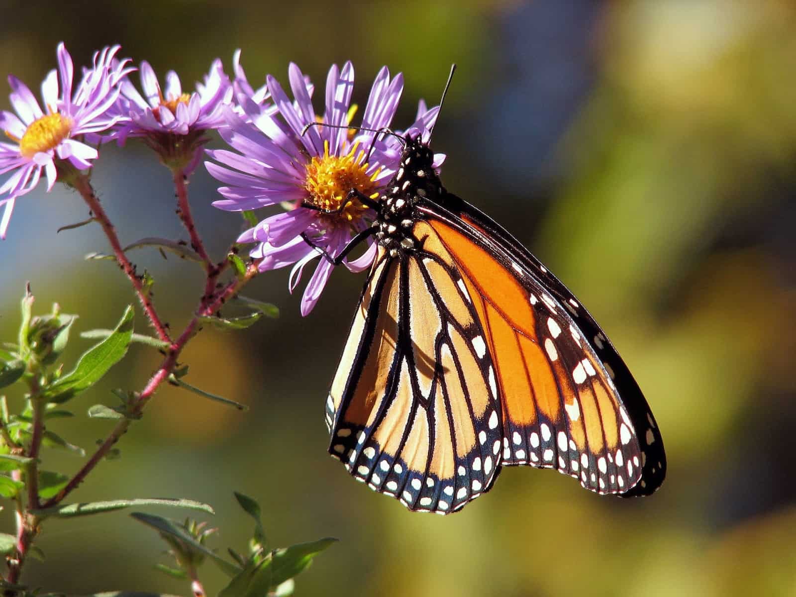 schmetterling-auf-blume-mit-lila-bluetenblaetter