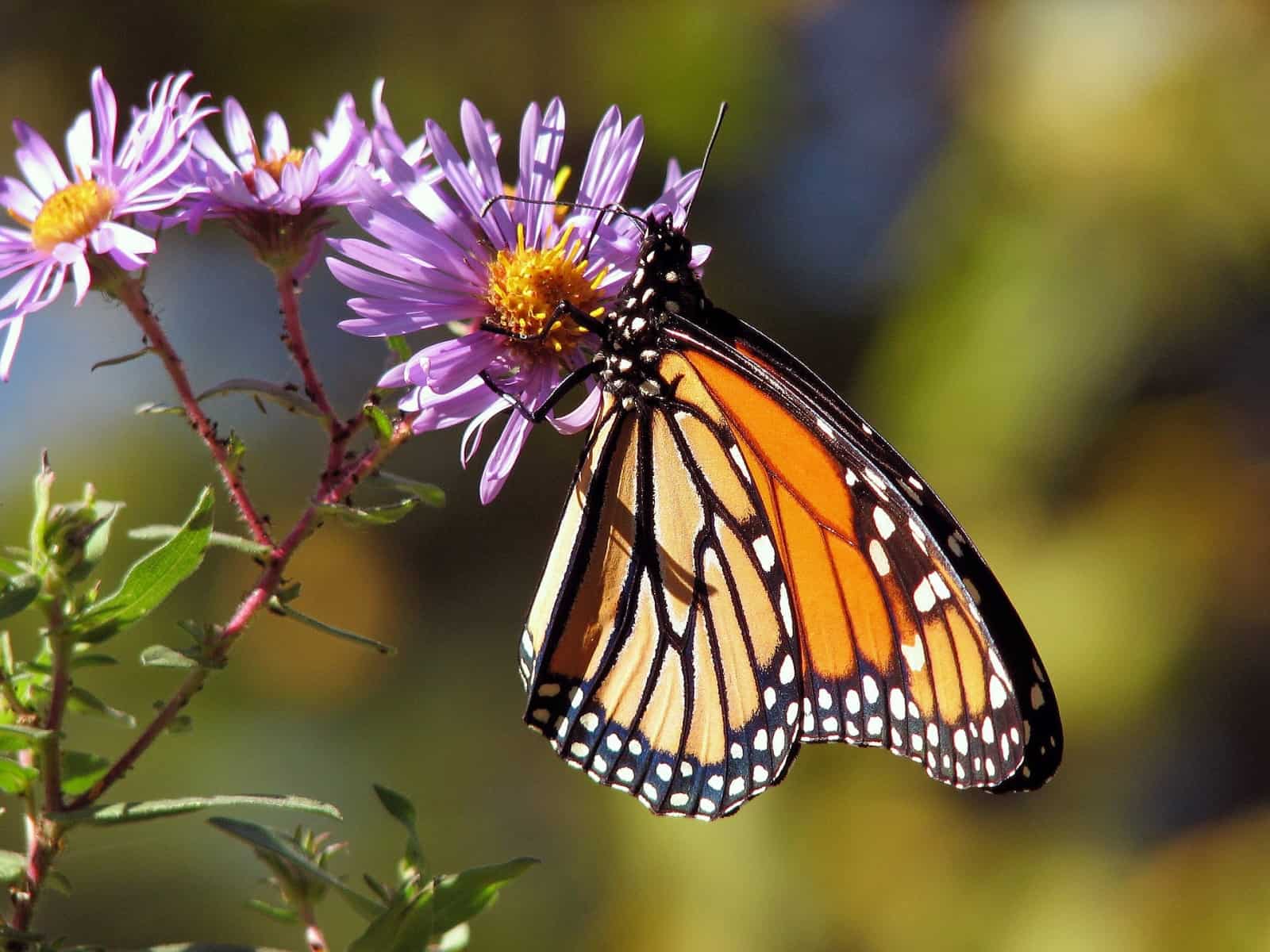 Im Naturgarten fühlen sich Insekten wohl, © by pixabay