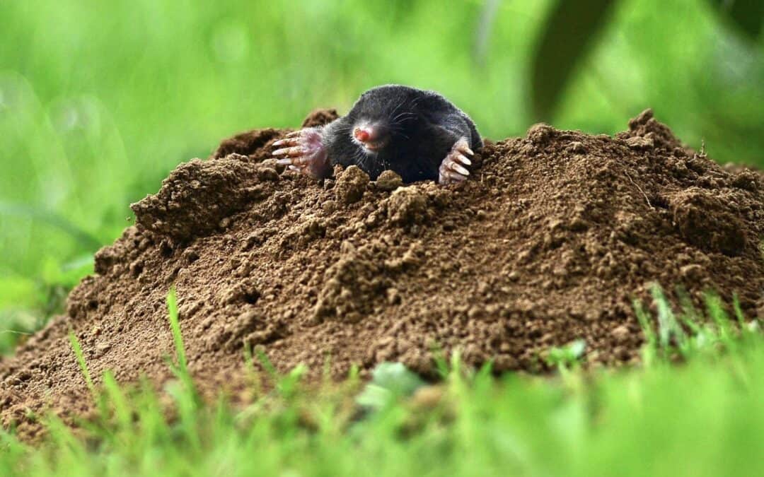 Alles über den Boden: Was genau ist „Boden“, und warum ist er so wichtig für die Natur?