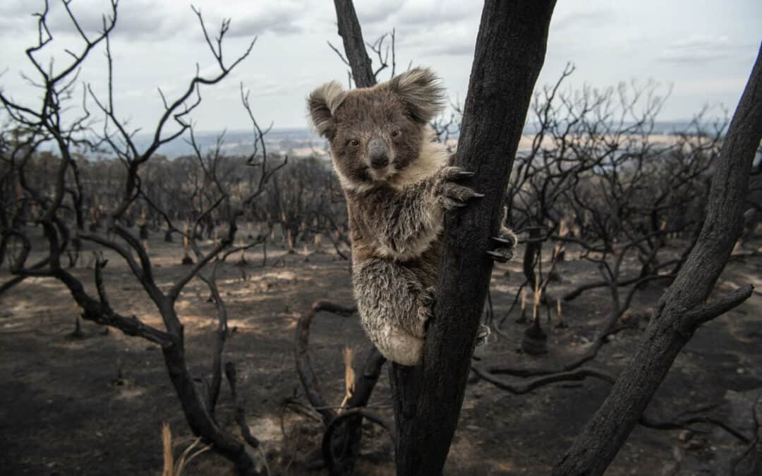 Good News: Australien bekommt Koala-Nationalpark