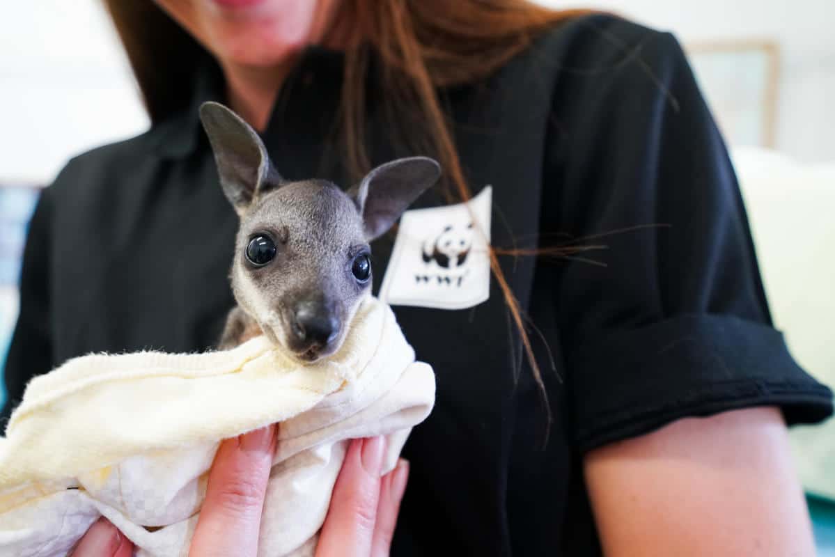 Ein verwaistes Sumpfwallaby, das jetzt in Pflege ist (Februar 2020), © by WWF-Australia / Leonie Sii Ein verwaistes Sumpfwallaby, das jetzt in Pflege ist (Februar 2020), © by WWF-Australia / Leonie Sii