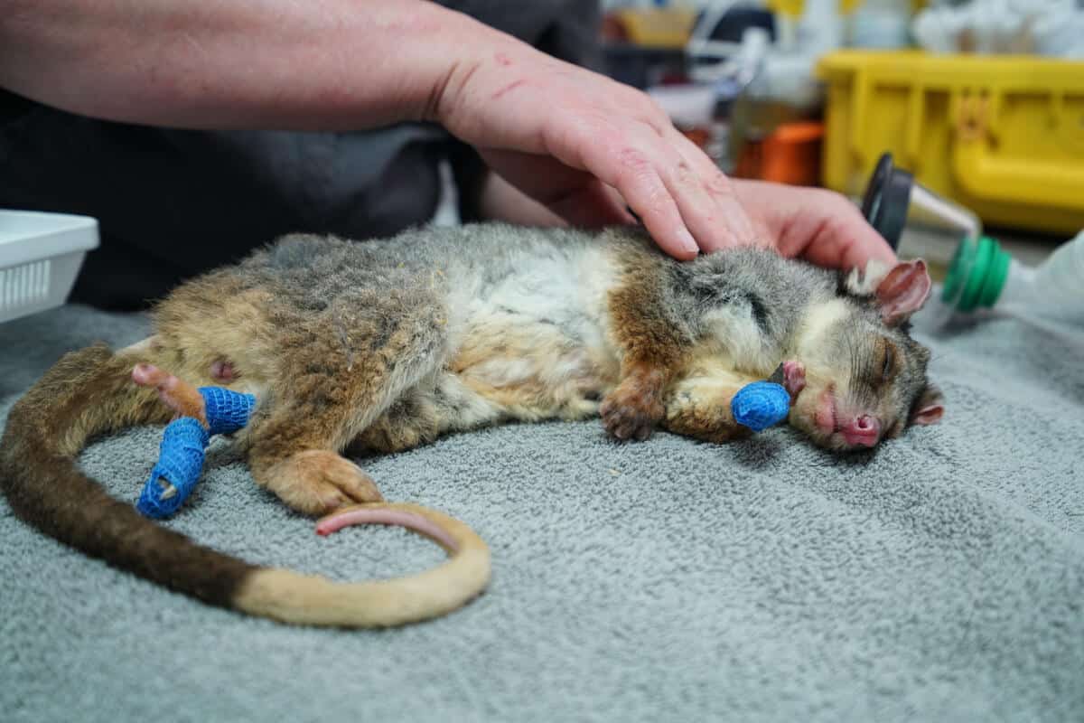 Verletztes, gerettetes Opossum (Ringbeutler) in Pflege, © by WWF-Australia / Leonie Sii Verletztes, gerettetes Opossum (Ringbeutler) in Pflege, © by WWF-Australia / Leonie Sii