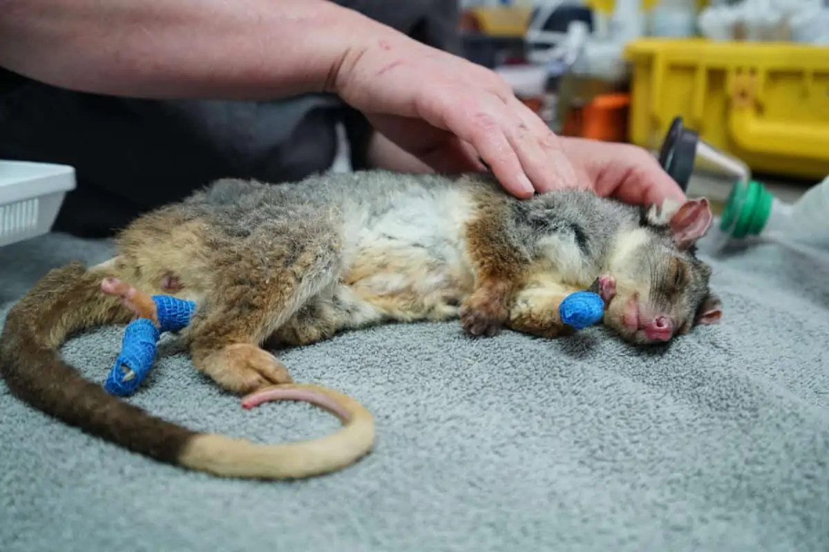 Verletztes, gerettetes Opossum (Ringbeutler) in Pflege, © by WWF-Australia / Leonie Sii Verletztes, gerettetes Opossum (Ringbeutler) in Pflege, © by WWF-Australia / Leonie Sii