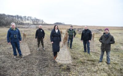 Neusiedler See-Schilfgürtel: Projekt zeigt Handlungsbedarf für Naturschutz und Schilfernte