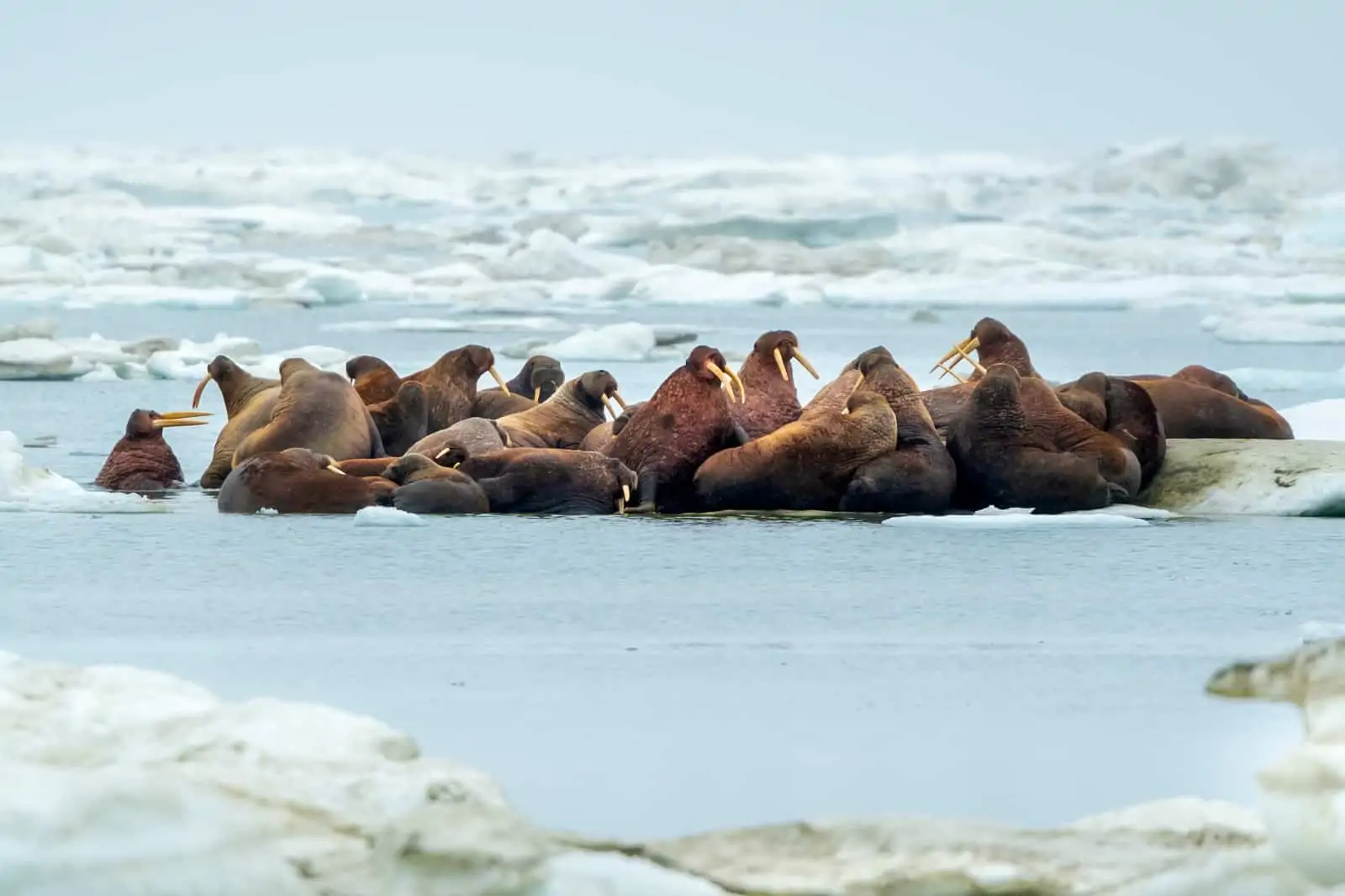 Eine Walross-Herde ruht sich auf einer Eisscholle in Spitzbergen/Norwegen aus, © by R.Barrett/WWF Eine Walross-Herde ruht sich auf einer Eisscholle in Spitzbergen/Norwegen aus, © by R.Barrett/WWF