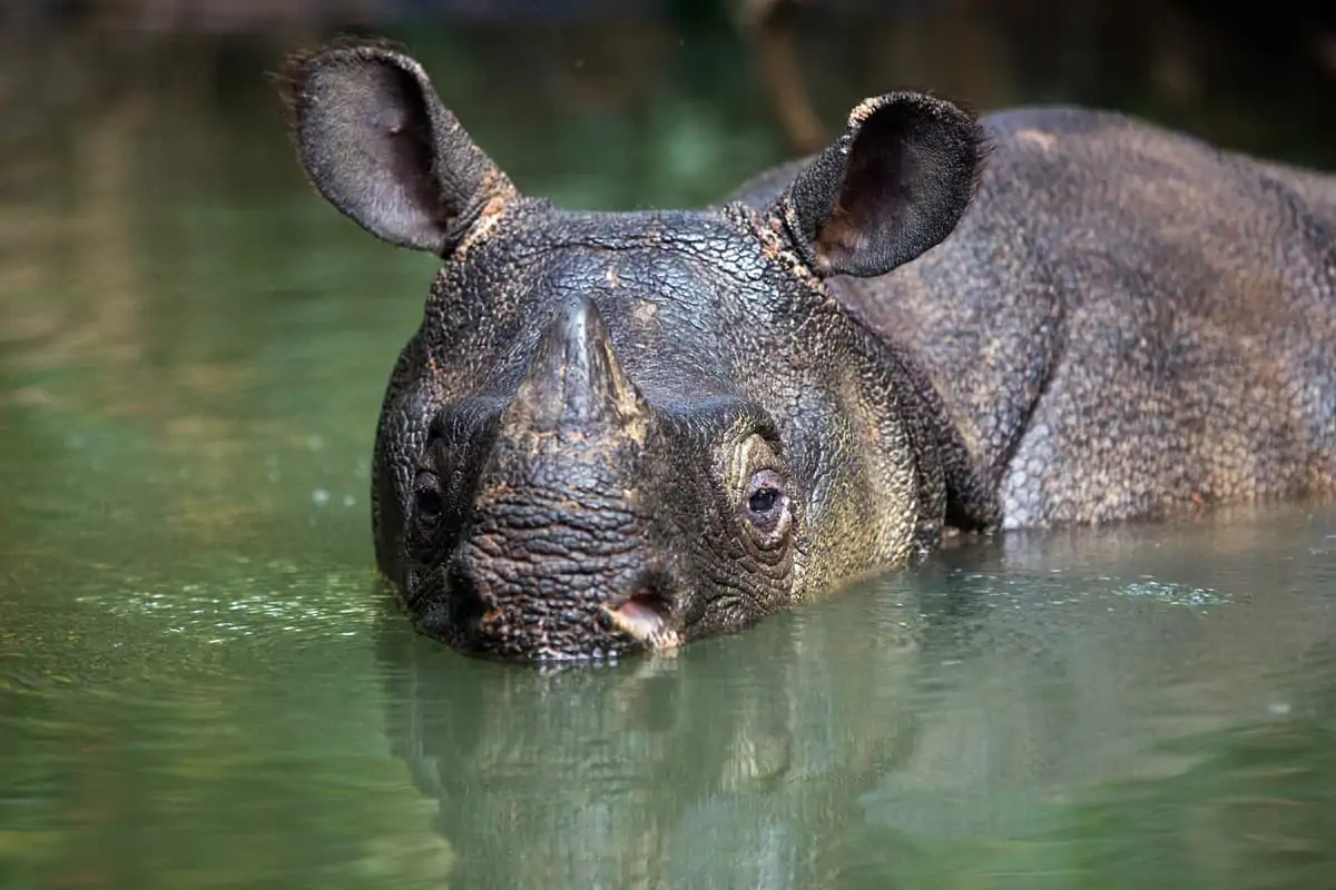 Rare Aufnahme eines Java-Nashorns in Indonesien, © by Stephen ​Belcher Photography / WWF