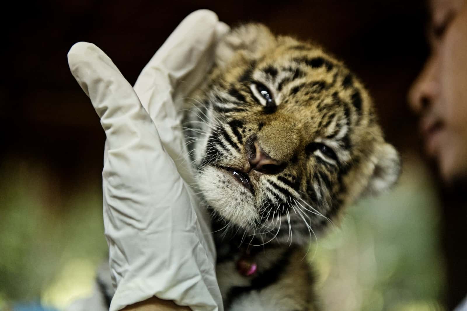 Geschmuggeltes Tigerbaby in Thailand, © by James Morgan WWF 
