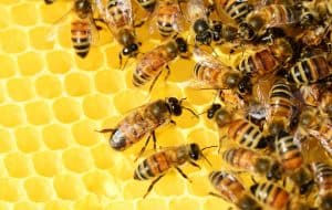 Honigbienen im Stock, © by pixabay