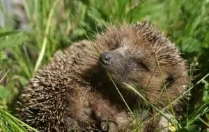 Guten Morgen, lieber Igel!, © by pixabay Guten Morgen, lieber Igel!, © by pixabay