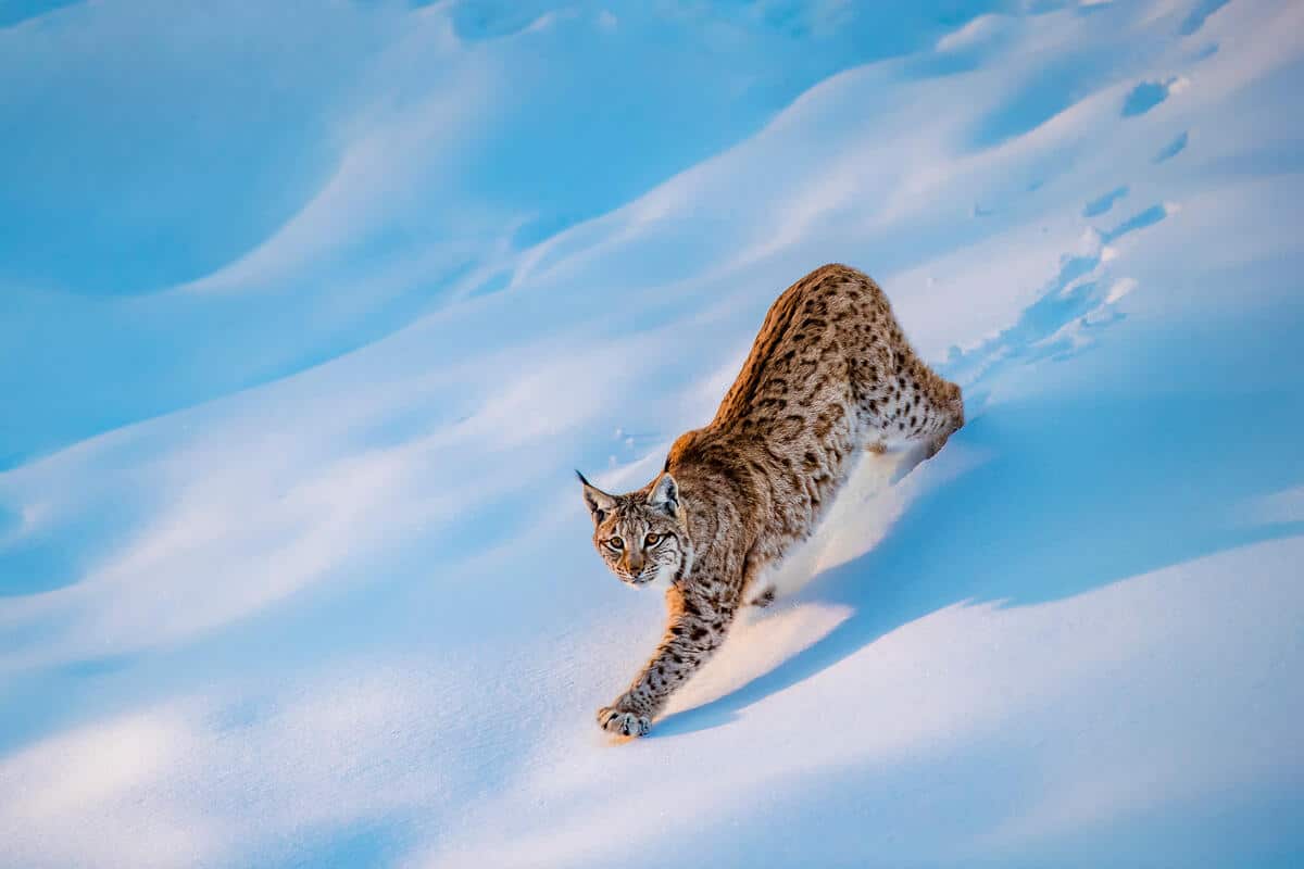 Ein Luchs im Tiefschnee