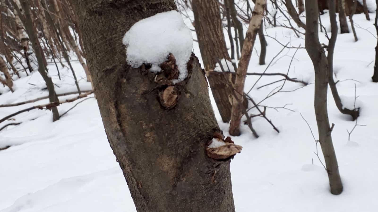 naturgesichter-baum