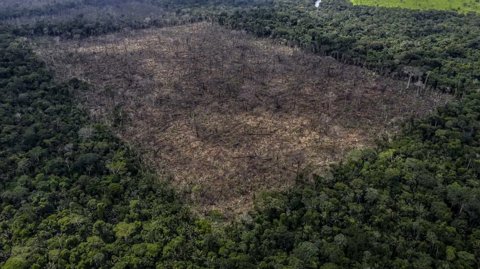 Entwaldung im Amazonas, © by Marizilda Cruppe_WWF-UK Entwaldung im Amazonas, © by Marizilda Cruppe_WWF-UK