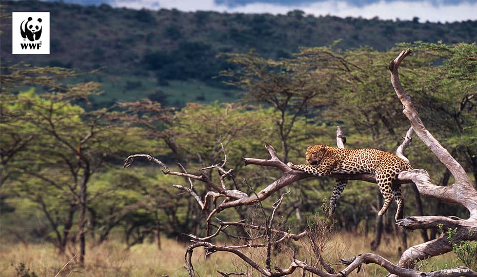 Leopard - WWF-Hintergrundbilder für Videokonferenzen, © by Fritz Pölking / WWF Leopard - WWF-Hintergrundbilder für Videokonferenzen, © by Fritz Pölking / WWF
