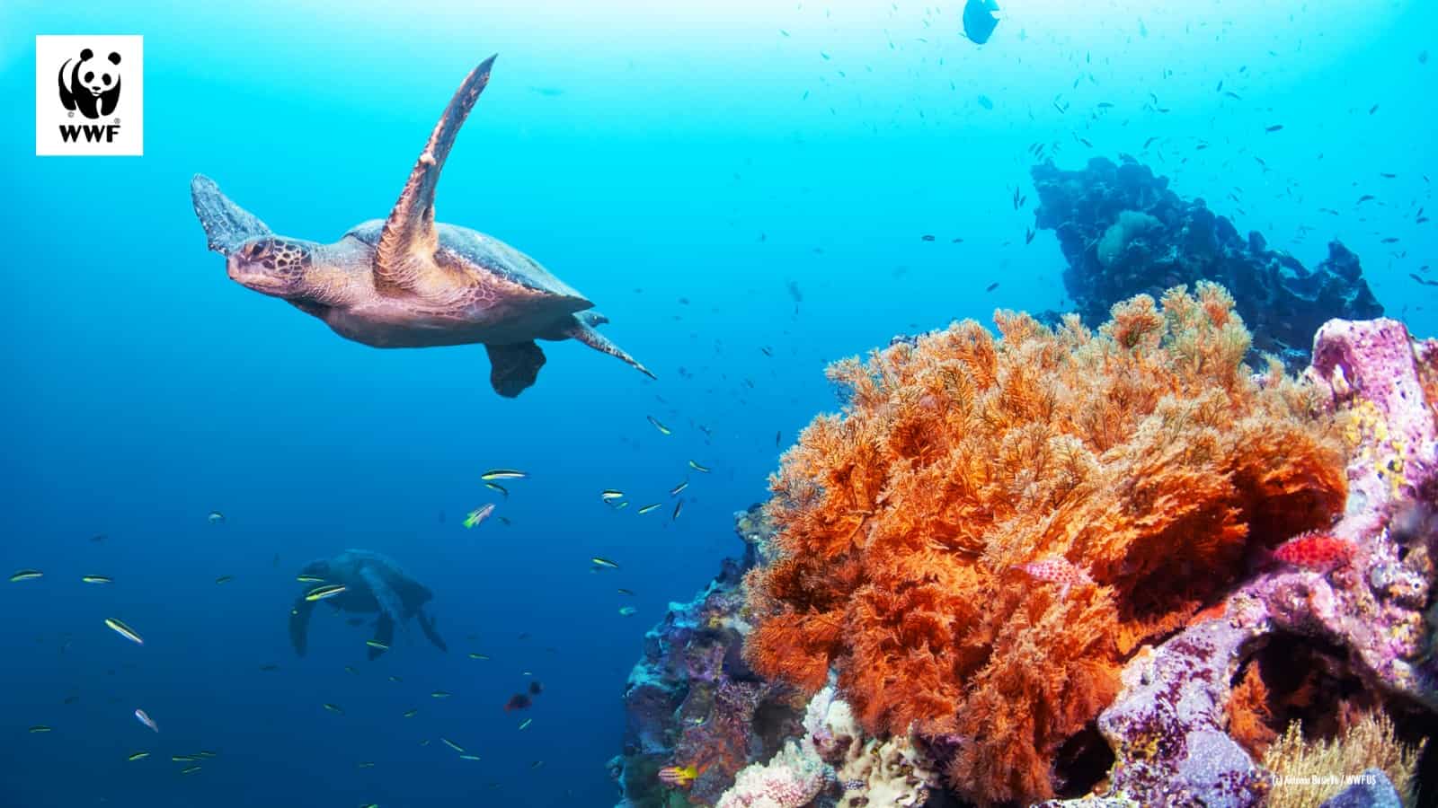 Meeresschildkröte als WWF-Hintergrundbild für Videokonferenzen, © by Antonio Busiello / WWF US