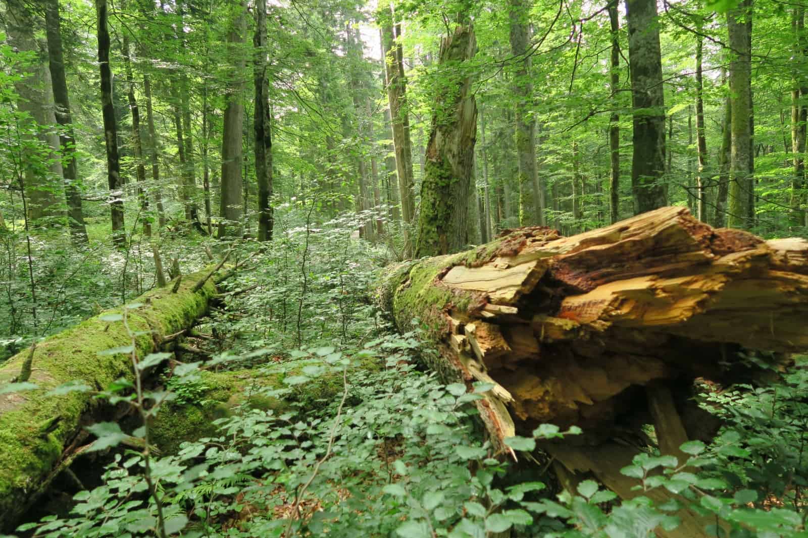 Naturwälder sind artenreicher und klimafitter.