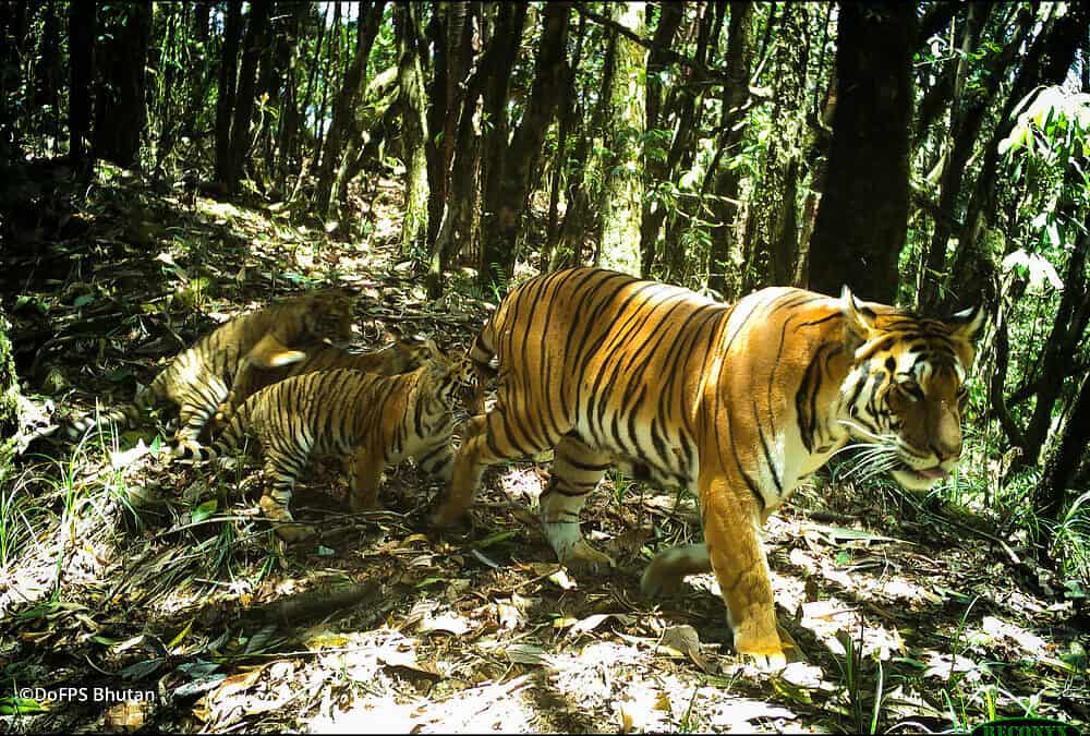 Bild der Woche: Tigerin gibt Hoffnung für den Naturschutz