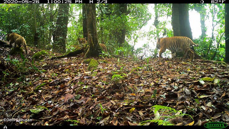 Wildtierkamera in Bhutan entdeckt Tigerin mit drei Jungtieren , © by DoFPS Bhutan