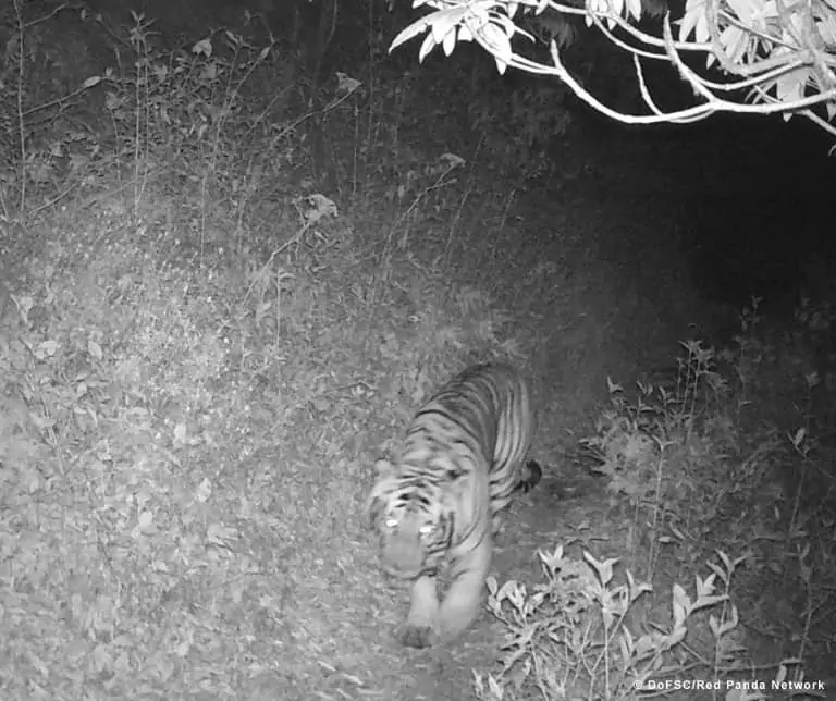 Tiger auf 3.165 Metern Höhe gesichtet, © by DoFSC / Red Panda Network Tiger auf 3.165 Metern Höhe gesichtet, © by DoFSC / Red Panda Network