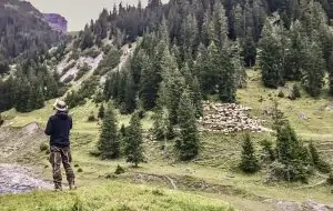 Ein Hirte für viele Schafe, © by EWS/Rossberg Ein Hirte für viele Schafe, © by EWS/Rossberg